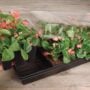 Seed Starting Greenhouse Kit – Jiffy – 72 Cells